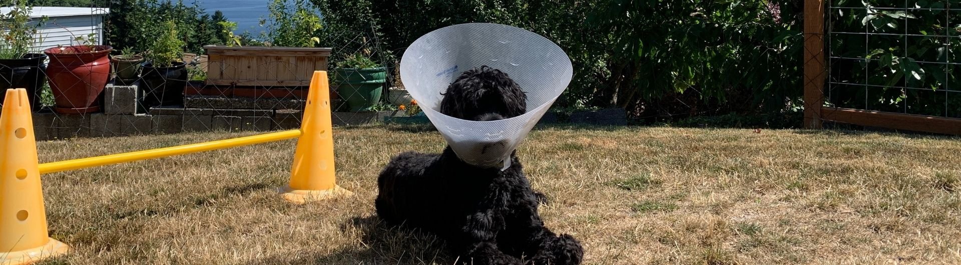 Plastic cone for sales dogs